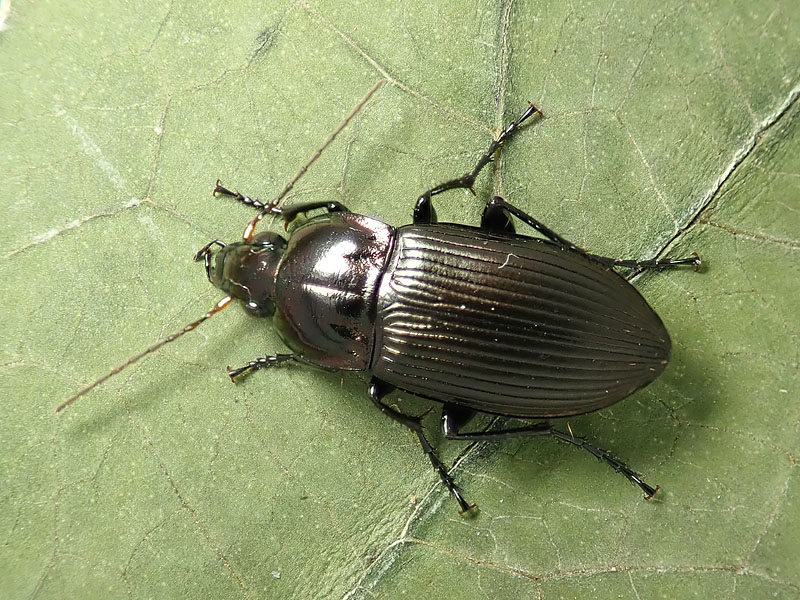 Carabidae: Harpalus cupreus ??  No. ma quasi.... Poecilus cupreus